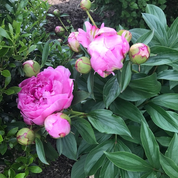 Meet your Posher, Julie - Picture 1 of 2